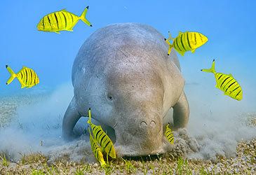 The dugong is a member of which of order of mammals?