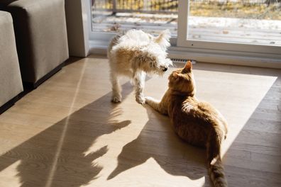 young domestic cat and puppy