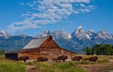 Trafalgar family tours cowboy experience