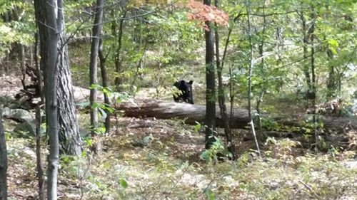 Hiker took photos of killer bear's menacing approach