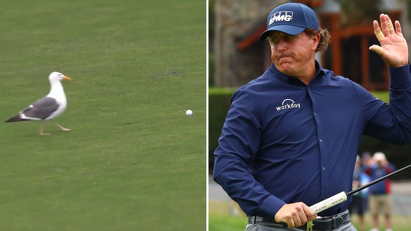 Phil Mickelson hits US Open birdie after seagull threatens to steal ball in second round