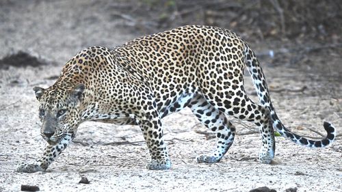 Man-eating leopard 'targeting drunks'