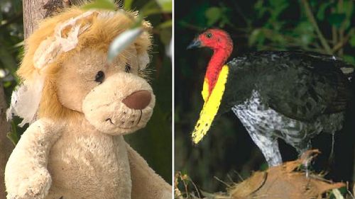 Soft toys have scared bush  turkeys away from a Gold Coast garden. (9NEWS, AAP)