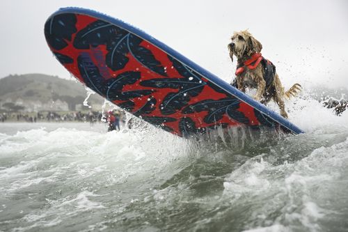 Coconut is pushed through the breakers during the World Dog Surfing Championships