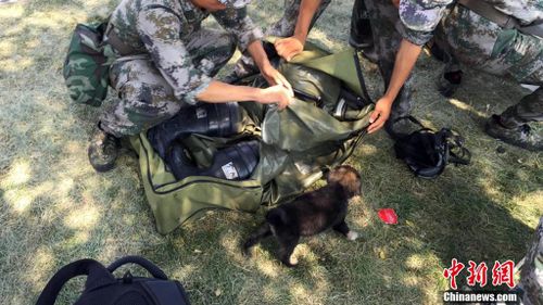 The dog remains with rescue crews. (Chinanews.com)