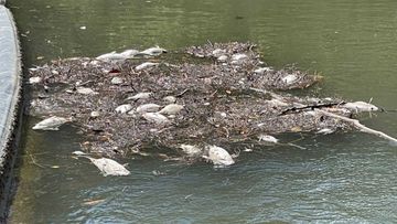 Low oxygen levels are to blame for the deaths of thousands of fish in Sydney.
