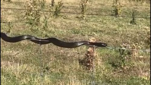A tiger snake has been caught on camera performing a high-wire act at a Tasmanian vineyard (Supplied).