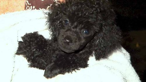 Puppy saved after falling into drain and swimming through pipes in Sydney