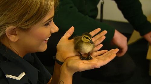 Eight Melbourne ducklings reunited with their mother