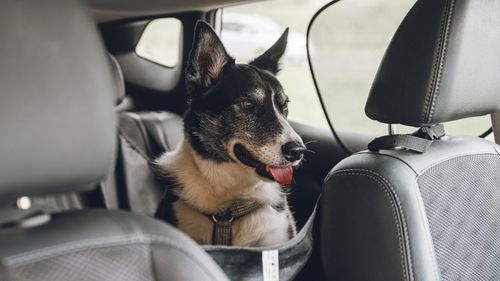 Dog sitting in back seat in harness when traveling in car Cute dog