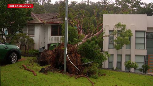 A falling tree damaged Afshin Baktashi Petridis' home at Wahroonga.