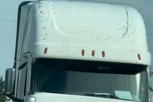 There was a buzz in the air on Friday (local time) in north-western Washington state as about 250 million honeybees escaped a commercial truck that overturned.The truck hauling an estimated 31,751 kilograms of honeybee hives rolled over around 4am close to the Canadian border near Lynden, the Whatcom County Sheriff's Office said in social media posts.