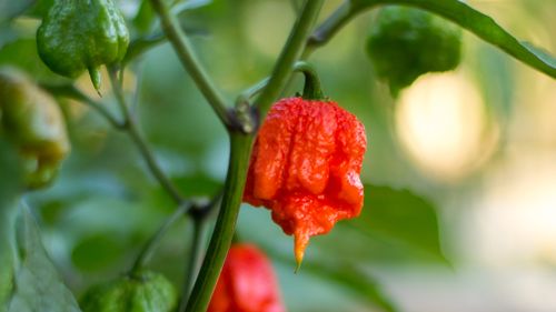 Perfection Chocolates owner John Kapos told 9News.com.au the recipe includes the world's hottest chilli pepper, the Carolina Reaper. Picture: Getty.
