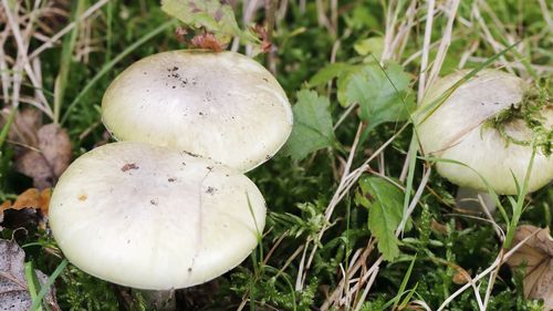 A﻿ Victorian coroner has warned residents of the dangers of eating wild mushrooms following the death of an elderly woman who foraged a poisonous variety from her garden.