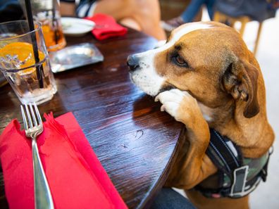 Funny dog at happy hour in a pub looking for food.