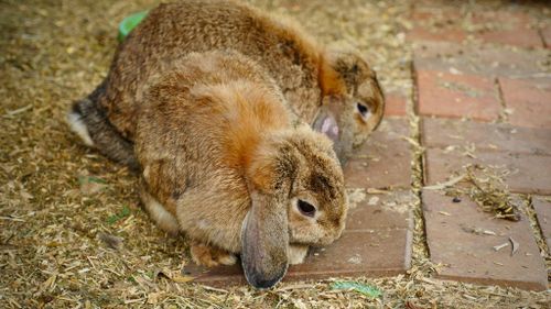 The garden hosts several farm animals, including rabbits. (Ehsan Knopf/9NEWS)