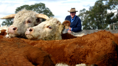 John Wyld, beef producer and vice-president for the Cattle Council,on his property 'Koolomurt' with his cattle.