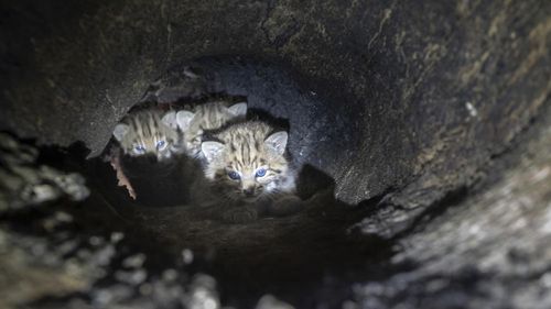 Bobcat kittens were found in a cavity of a large oak tree in the Santa Monica Mountain range.