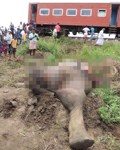 Sri Lankans look at an elephant killed by a train.