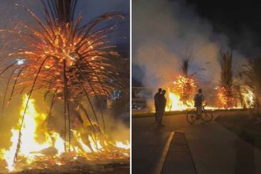 Police are investigating a fire investigation which destroyed several iconic palm trees along the St Kilda foreshore in Melbourne.