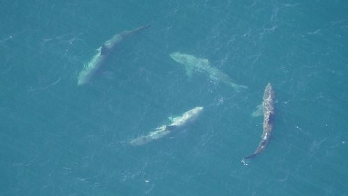 The aerial survey team spotted this group of four basking sharks swimming in a cartwheel formation on October 11, 2022.