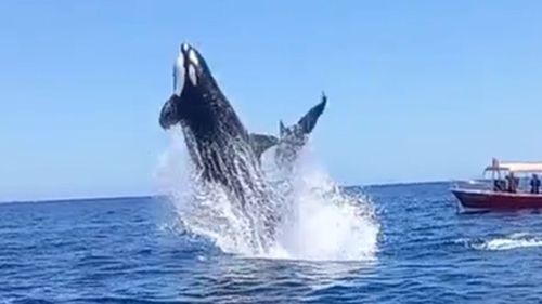 The orca ramming the dolphin in mid-air.