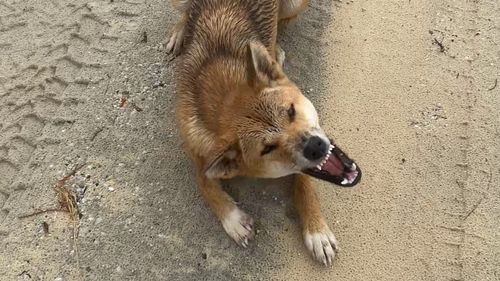 Fraser Island dingo dingoes