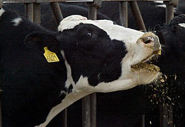 Exposure to "mad cow disease" contaminated beef is linked to which human disease?