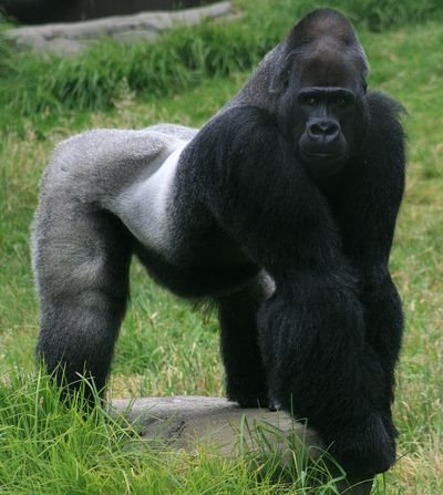 <strong>Gorillas with gains</strong>