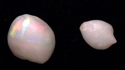 SA miners discover 'priceless' 65 million year old opalised pearls