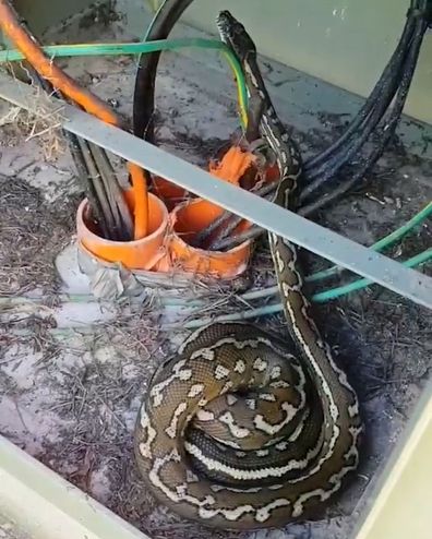 Electricians totally fine with python living inside power box - nine.com.au