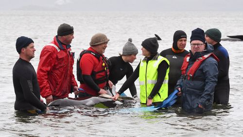 Members of a rescue crew stand with a whale on the sand bar.