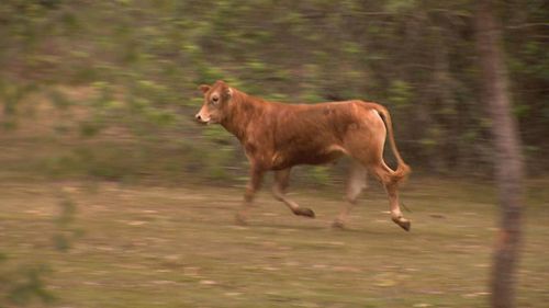 Three rogue cows have caused a headache for police after escaping from a paddock in Brisbane's north last night. The animals wandered into people's backyards and onto a busy motorway causing traffic congestion at Bridgeman Downs.
