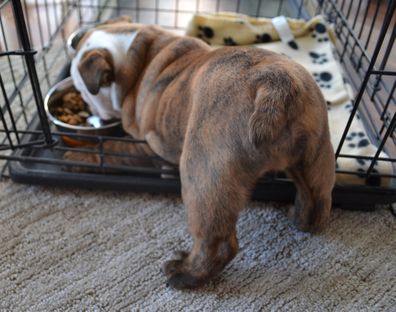 English Bulldog puppy eats in his dog crate