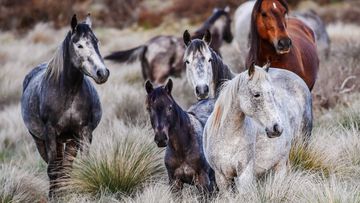 Wild horses, Brumbies off the Snowy Mountain highway, Kosciuszko National Park.