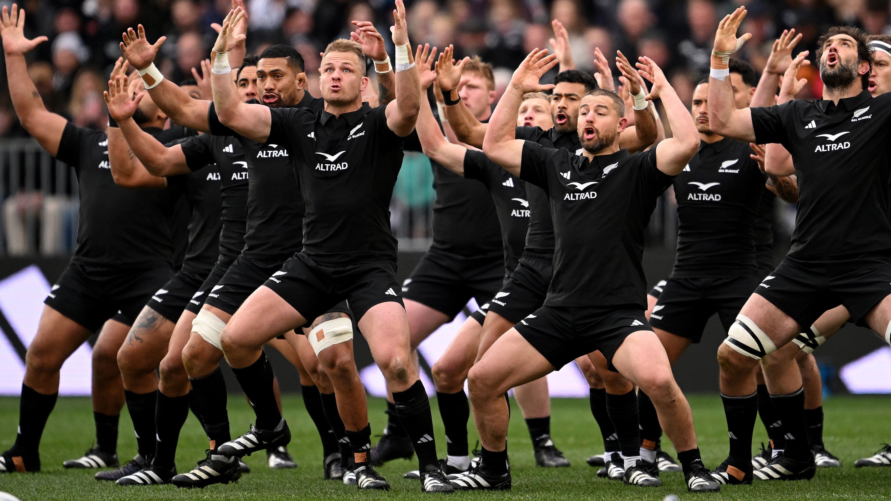 New Zealand perform a haka during The Rugby Championship &amp; Bledisloe Cup match between the All Blacks and Wallabies at Forsyth Barr Stadium.