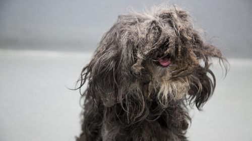 The dog was covered in over 650 grams of matted fur. (RSPCA)