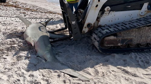 The 11-foot hammerhead shark washed up on Florida's Pompano Beach.