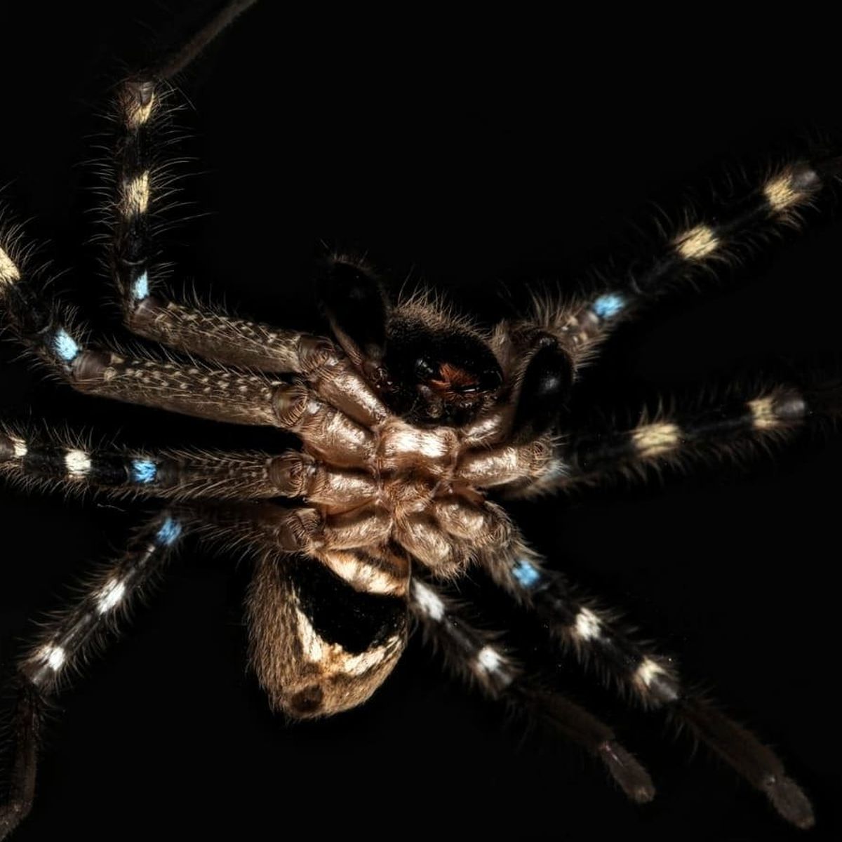 Researchers discover new spider species in Israel –