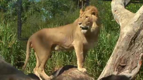 Pet cat owners have been told to follow the lead of zoo staff keeping care of lions and other big cats. (9NEWS)