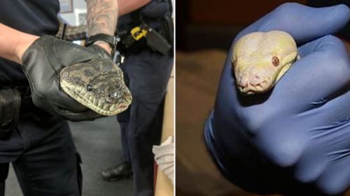 The olive python (left) and albino python seized from an East Brisbane home. (Image: Queensland Police Service)