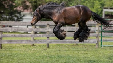 The Comedy Pet Photography Awards 2024 Debby Thomas Manakin Sabot United States Title: I think I saw a mouse!! Description: This beautiful and athletic gelding loves to try to fly off the ground! This is one of the series of leaps he performs. Animal: Horse Location of shot: Virginia, USA