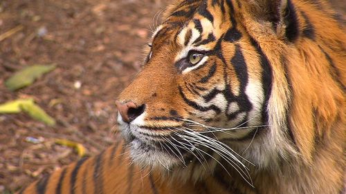 Kembali came from Hamilton Zoo in New Zealand.