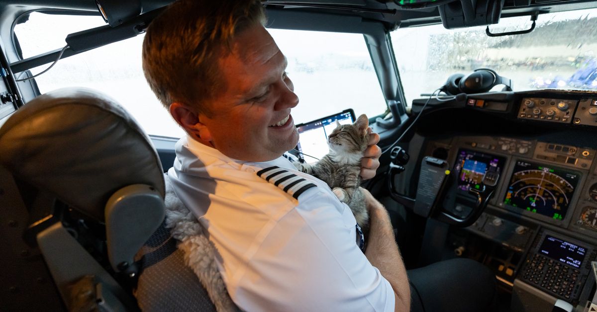 Pilot adopts rescue kitten from flight of 145 shelter pets airlifted after hurricanes