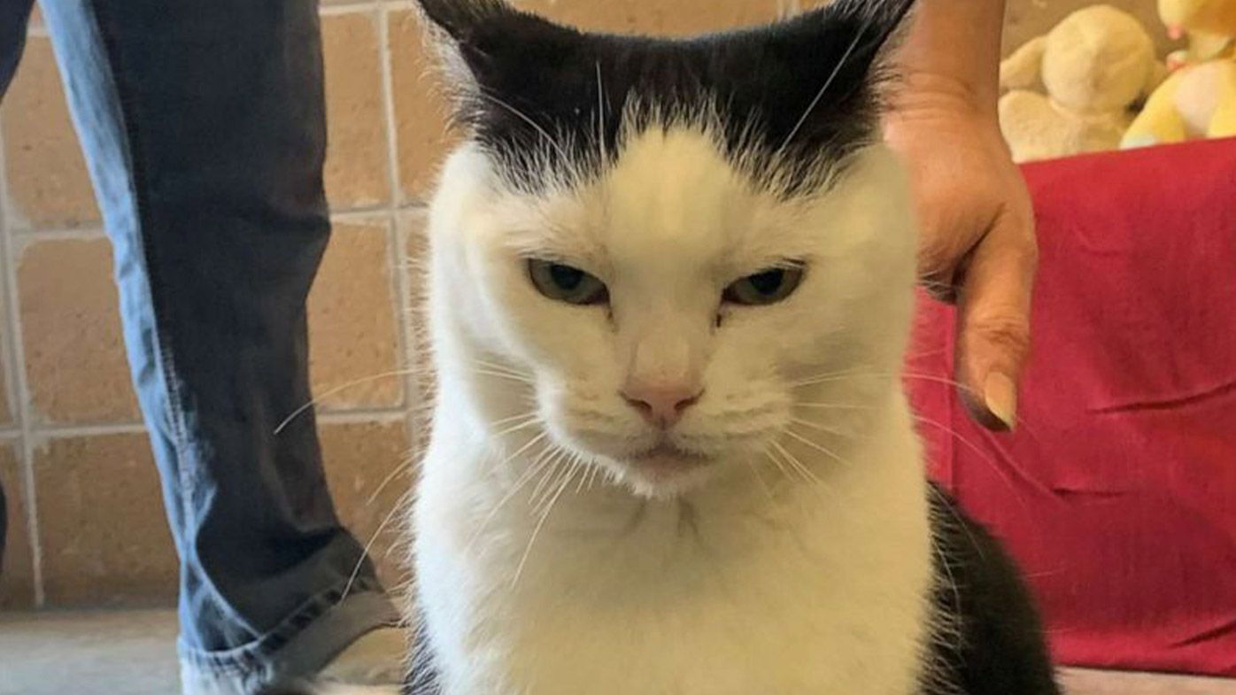 ‘World’s worst cat’ is up for adoption and look, she’s not friendly but she’s cute
