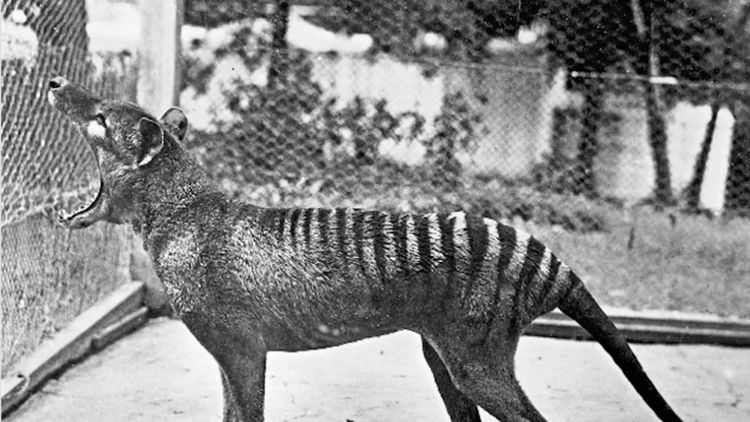 Scans reveal brain secrets of the long lost Tasmanian tiger