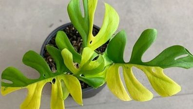 Variegated minima plant sells for $8150 on New Zealand website Trade Me after bidding war