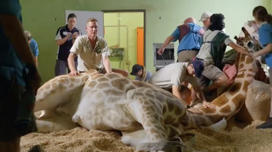 Taronga: Who's Who in the Zoo Episode 1 Season 4: Jimiyu the giraffe