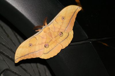 <strong>Japanese silk moth</strong>