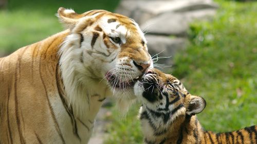 Rama the tiger with a cub. (Dreamworld Australia)